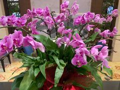 -杭州香格里拉·香宫中餐厅