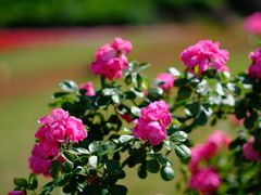 -中国香山·寿香谷