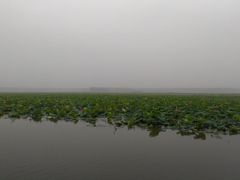 -微山湖红荷湿地景区