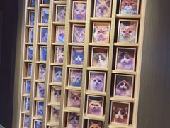 -CAT’S MEWSTAR CAFE·喵星球猫屋(晴湾咖啡店)