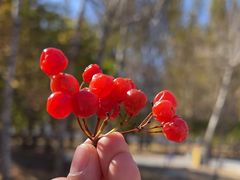 -群力丁香公园