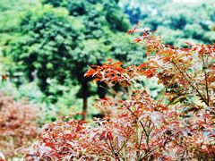 -广州市帽峰山景区