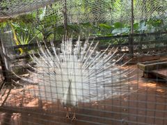 -海南热带野生动植物园