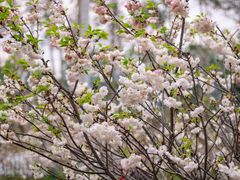 -天适樱花悠乐园