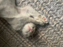 -宠爱国际动物医院· 猫科· 外科·中兽医(长白店)