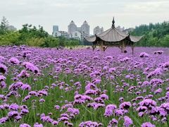 -杭州城北体育公园