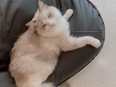 -飞行喵MR PILOT|猫舍·猫咖(静安大融城店)