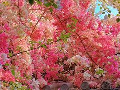 -深圳国际园林花卉博览园