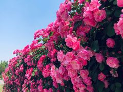 -上海辰山植物园