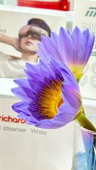 -薇薇安花系SPA
