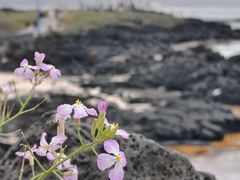 -咸德海水浴场