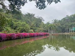 -西双版纳原始森林公园