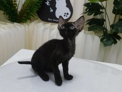 -山宅一喵德文卷毛猫舍