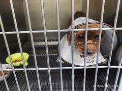 -瑞鹏动物医院宠美康(扬子江路分院)