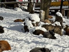 -宫城藏王狐狸村