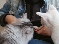 -飞行喵MR PILOT|猫舍·猫咖(静安大融城店)