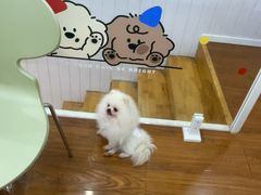 -汪说·狗咖·拼豆·宠物周边DIY(旺城大厦店)