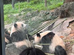 -都江堰中华大熊猫苑