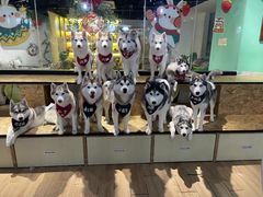 -Husky Go! 哈士奇体验馆·宠物咖啡厅狗咖