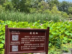 -莲湖公园
