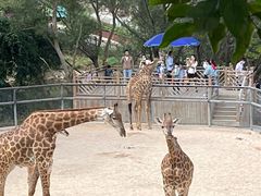 -泉州海丝野生动物世界