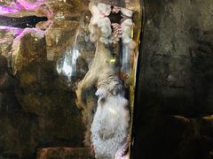 -西雅图水族馆