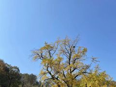 -千年银杏谷文化旅游区