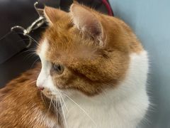 -纳吉亚猫专科动物诊疗中心(蒋宅口分院)