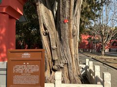 -北京市劳动人民文化宫(太庙)