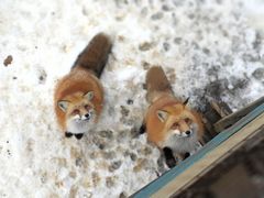 -宫城藏王狐狸村