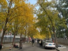 -三里屯东五街银杏大道