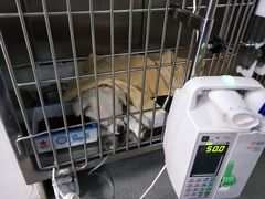 -宠福鑫动物医院·动物疾病诊疗中心(天通苑店)