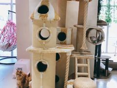 -藏猫猫咖啡主题馆(中央大道店)