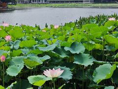 -荔湾湖公园