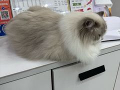 -四月宠物医院·猫专科·心脏专科·内科(转塘店)