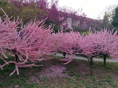 -陕西师范大学(雁塔校区)
