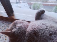 -more than meow吴止猫主题餐厅(承德 中船汇店)