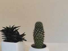 -EnergyCake蛋糕理想国