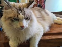 -李小姐の猫咖啡馆(五角场店)