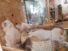 -藏猫猫咖啡主题馆(中央大道店)