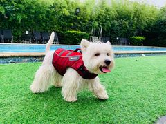 -汪说喵讲宠物乐园宠物酒店(红星美凯龙店)