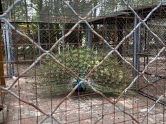 -长白岛森林公园