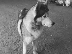 -正宗老杨特色爆米花(四棉店)