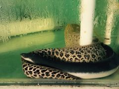 -浪琴湾尾角仔海鲜坊