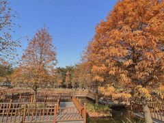 -五缘湾湿地公园
