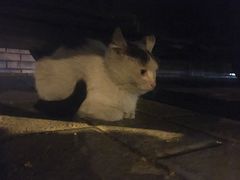 -清真盛志望麻酱酿皮·非遗老字号