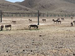 -新疆天山野生动物园