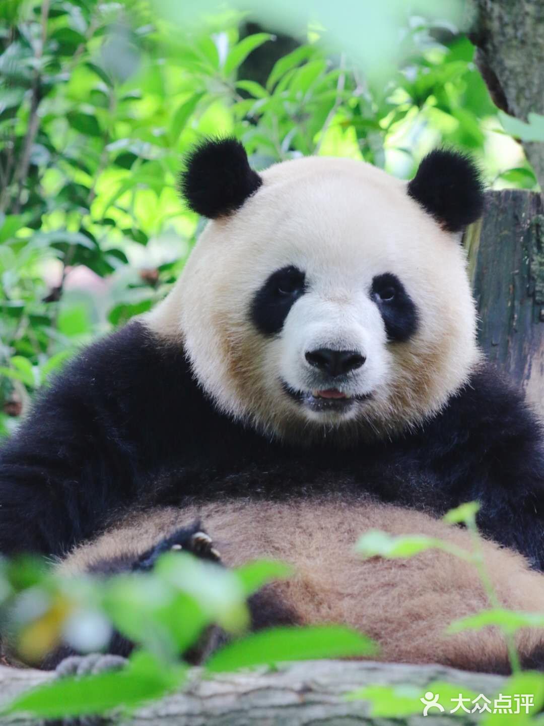 西安遛娃好去处|“秦岭四宝”看棕色大熊猫