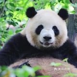 西安遛娃好去处|“秦岭四宝”看棕色大熊猫