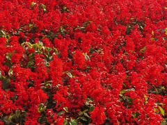 -羊亭河湿地公园